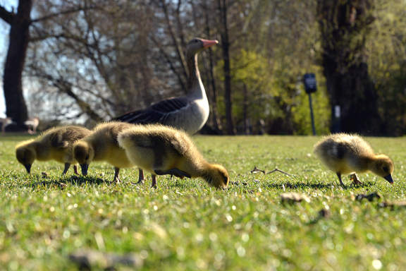 Gentofte cycle tour - Greylag geese at Gentofte Lake