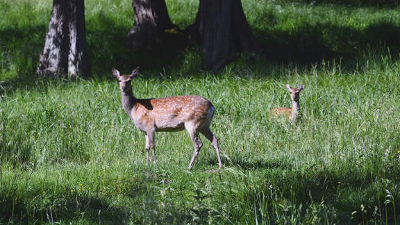 Gentofte cycle tour - Dyrehaven deer