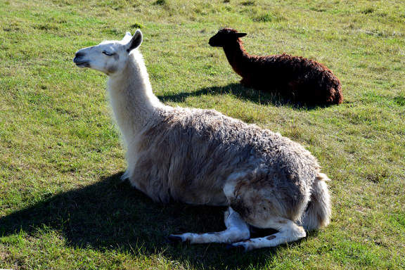 Valby cycle tour - The Tippen llamas